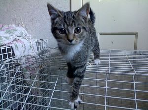 1269953_1452538181638314_448632942_o