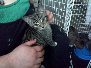 1271183_1452538258304973_1198535934_o