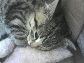 1377033_1448635615361904_1564770792_n