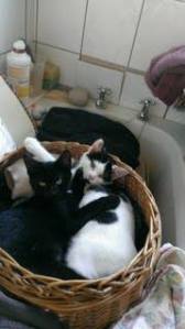 1379957_1443573992534733_65500756_a