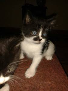 1381281_1465548123670653_149333669_n