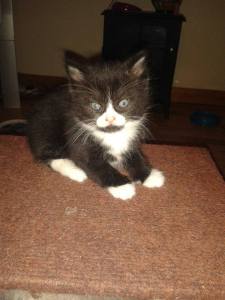 1383887_1465548097003989_1863079469_n