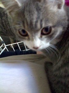 1403462_1464155700476562_938803326_o