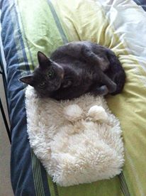 1418413_1413467042219597_677506658_n