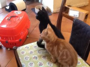 1462014_10151840312608163_864246019_n