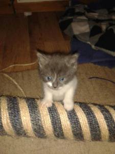 557988_1465548080337324_343285964_n