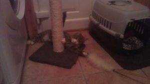 994055_1414977308735237_1869890968_n