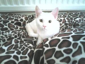 1496680_10200540798562536_338882903_n