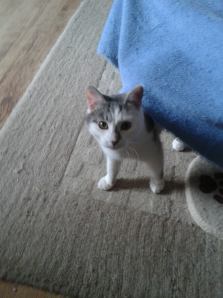 1503630_230770923768290_1652172032_n