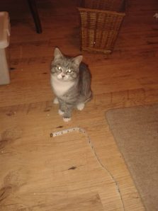 1558884_231074457071270_187502315_n