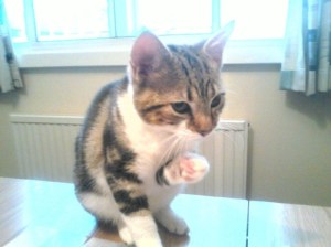 1625455_10200580760721565_739938543_n