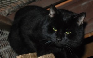 Black cat