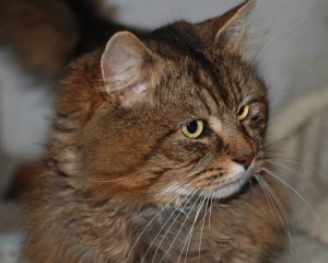 Cat no.1