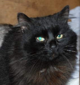 Cat that was matted and had to be shaved