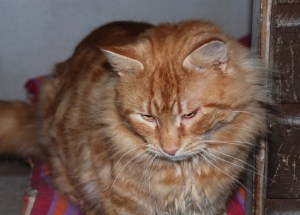 Long haired ginger cat