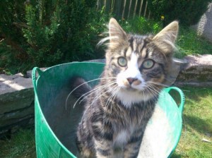 1380426_10152445544979507_5811280225926520200_n