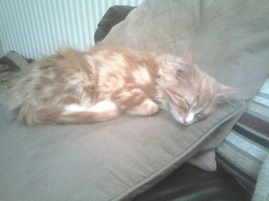 10393574_10201396201147066_8193009305884359302_n