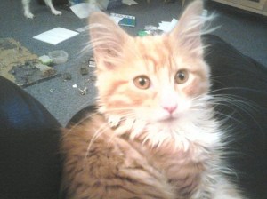 10507114_10201396201427073_5520725236216309503_o