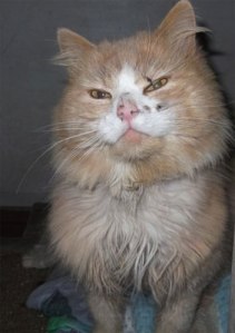 Bullet - when he first came into Whinnybank in a terrible state