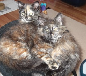 Congratulations to Menna & Maya who have now gone to their new home!