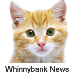 Winnybank-news-cat