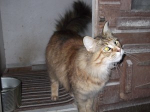 Mazie