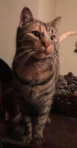 10384196_1722418987983564_7585764964145846164_n