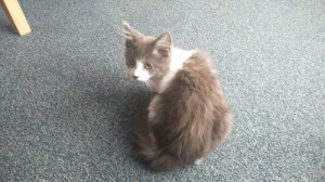 10904320_10202314041332497_1986325617_n