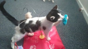 10904876_10202314041732507_1404944332_n