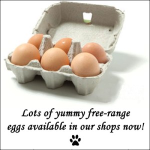 free range eggs copy