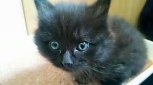 FLUFFY