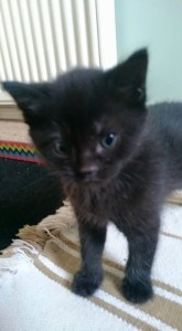 SOOTY 1