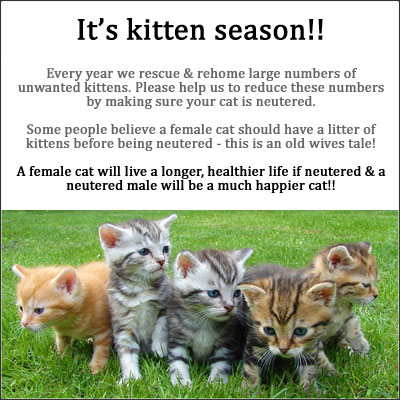 kitten-season