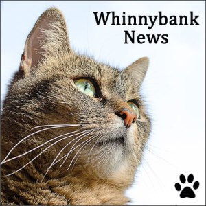 news-tabbycat