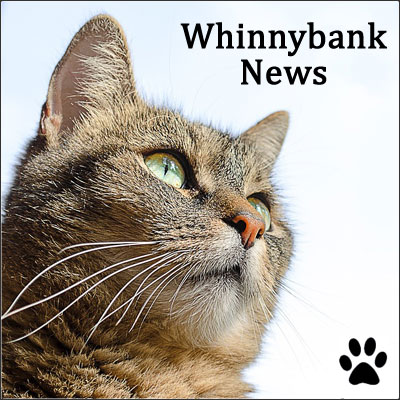 news-tabbycat