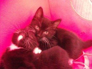 11855704_1211968732162247_4923114367283524083_n