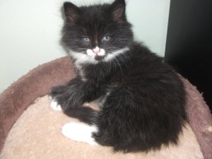 11231262_1261037613922025_4870257579543660151_n