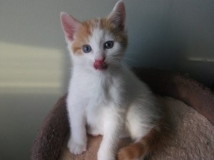 12112164_1261045733921213_2766786556730158528_n