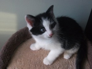 12115549_1261039590588494_6730119350199562764_n