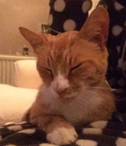 12233509_10204917742414300_457438422_n