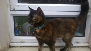 12498833_1709100039326047_1249120097_n