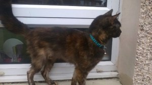 12516587_1709101062659278_1803417299_n (1)