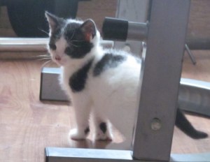 14456930_1310276202338296_1697024265_o