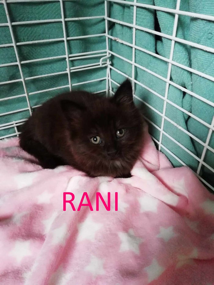 Rani and Josie | Whinnybank Cat Sanctuary