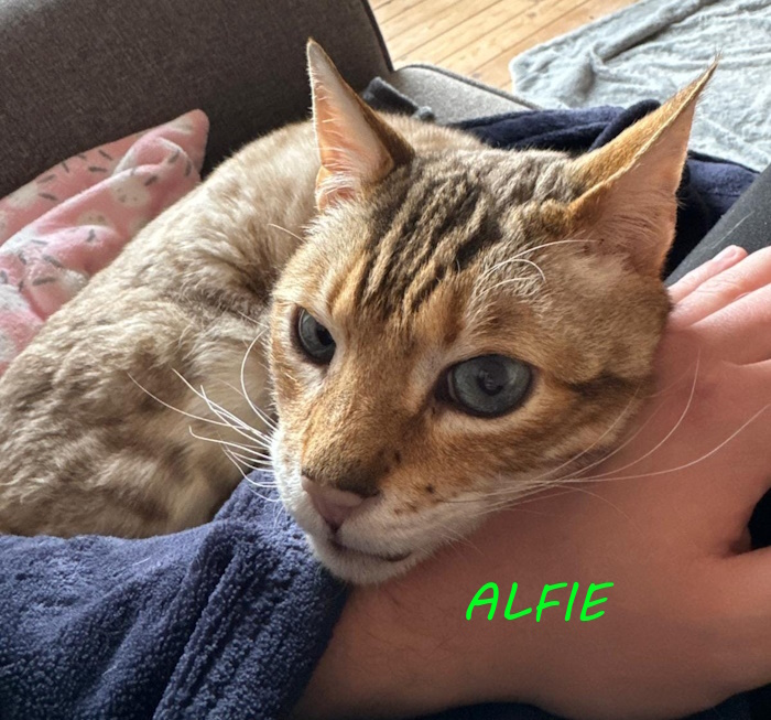 ALFIE | Whinnybank Cat Sanctuary