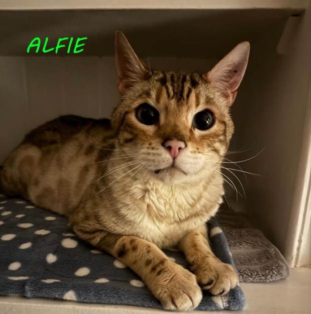 ALFIE | Whinnybank Cat Sanctuary