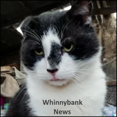 One of the Sue's permanent residents at Whinnybank Cat Sanctuary
