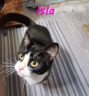 ISLA | Whinnybank Cat Sanctuary