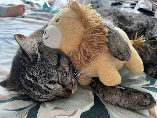 BOWIE AND BARNABUS | Whinnybank Cat Sanctuary